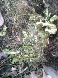 images_056